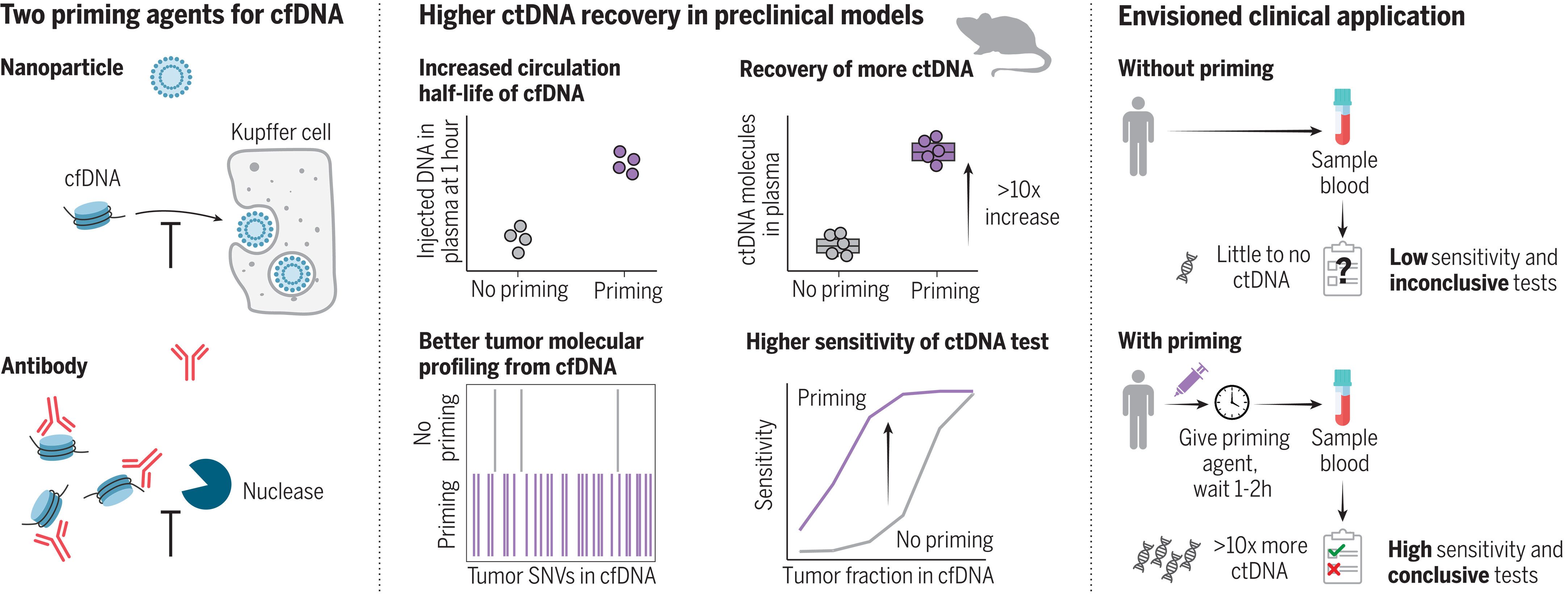 Liquid Biopsy – Priming Agents Transiently Reduce the Clearance of Cell ...